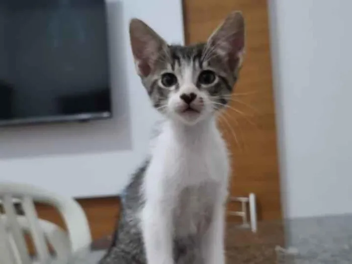 Gato raça SRD-ViraLata idade 2 a 6 meses nome Gatinha 4