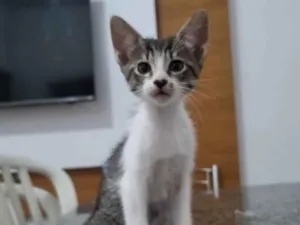 Gato raça SRD-ViraLata idade 2 a 6 meses nome Gatinha 4