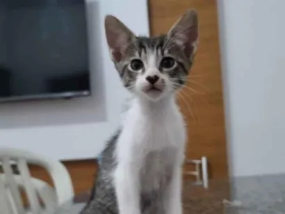 Gato raça SRD-ViraLata idade 2 a 6 meses nome Gatinha 4