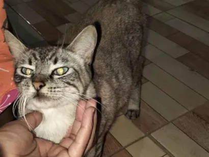 Gato raça SRD-ViraLata idade 2 anos nome gatinha