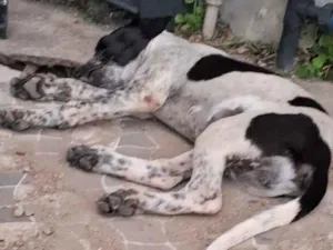 Cachorro raça SRD-ViraLata idade Abaixo de 2 meses nome nem tem nome 