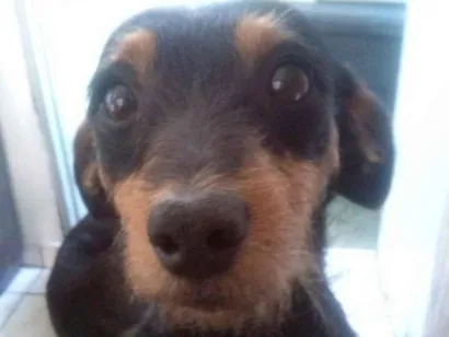 Cachorro raça SRD-ViraLata idade 1 ano nome snoopy 