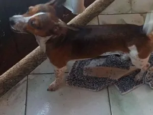 Cachorro raça Pinscher idade 1 ano nome Maylon