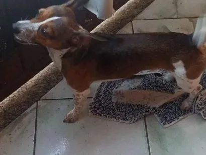 Cachorro raça Pinscher idade 1 ano nome Maylon