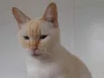 Branquinho