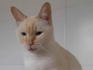 Gato raça SRD-ViraLata idade 6 ou mais anos nome Branquinho