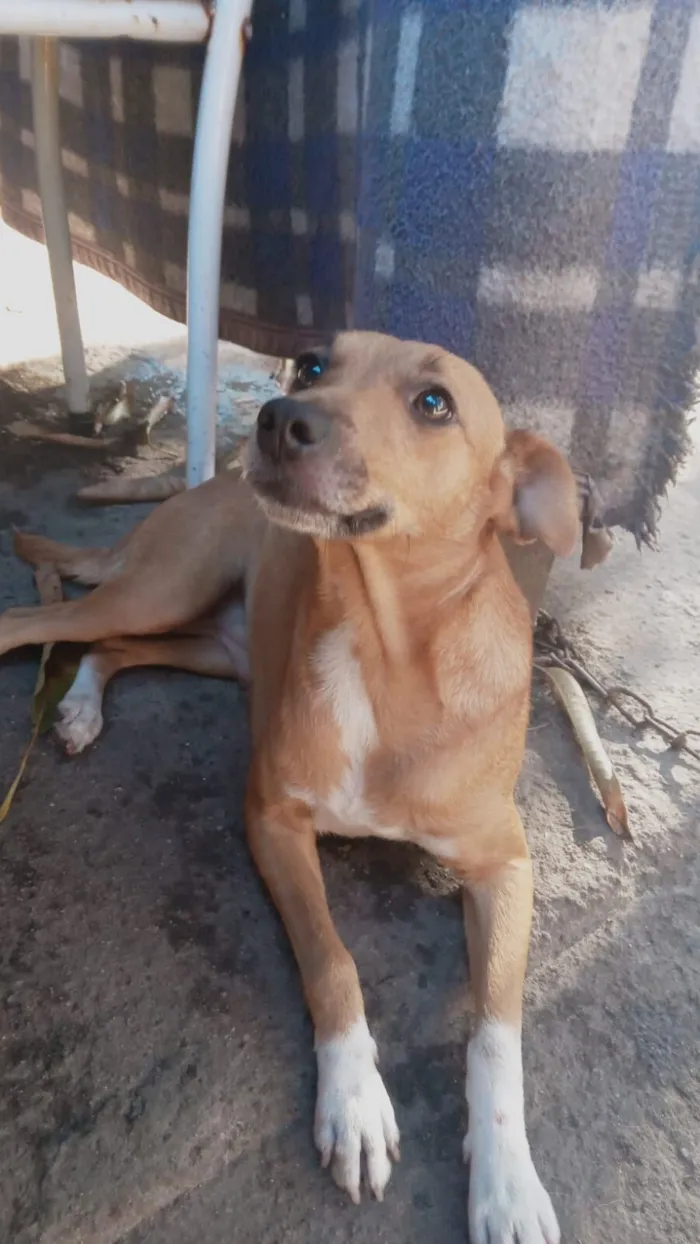 Cachorro raça SRD-ViraLata idade 7 a 11 meses nome mel