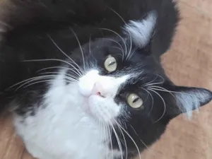 Gato raça SRD-ViraLata idade 6 ou mais anos nome Frajola