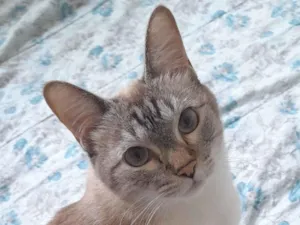 Gato raça SRD-ViraLata idade 6 ou mais anos nome Cinzinha 