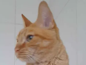 Gato raça SRD-ViraLata idade 6 ou mais anos nome Laranjinha