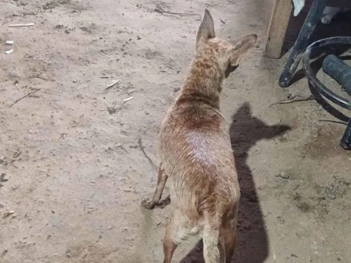 Cachorro raça Rottweiler idade 2 anos nome Rulk