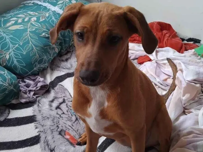 Cachorro raça SRD-ViraLata idade 2 a 6 meses nome cacau