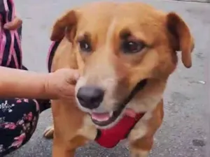 Cachorro raça SRD-ViraLata idade 4 anos nome Mel