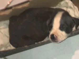 Cachorro raça SRD-ViraLata idade Abaixo de 2 meses nome GUSTAVO LUSTOSA PITANGA