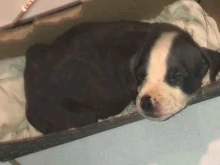 Cachorro raça SRD-ViraLata idade Abaixo de 2 meses nome GUSTAVO LUSTOSA PITANGA