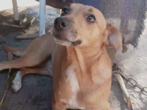 Cachorro raça SRD-ViraLata idade 7 a 11 meses nome mel