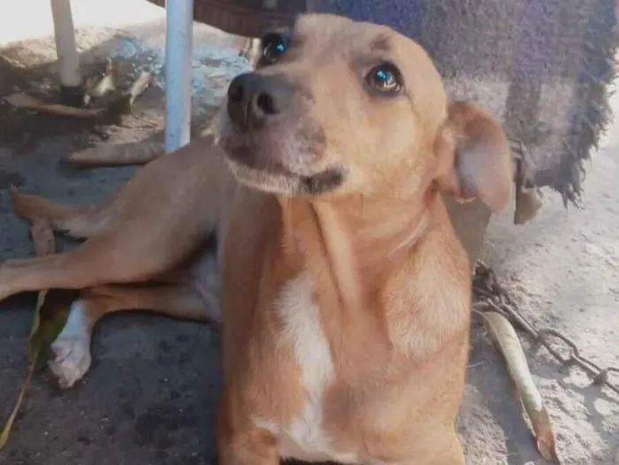 Cachorro raça SRD-ViraLata idade 7 a 11 meses nome mel
