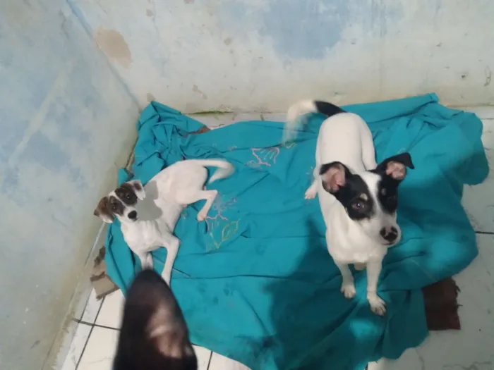 Cachorro raça SRD-ViraLata idade 7 a 11 meses nome july