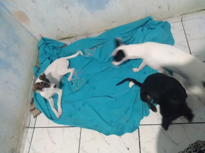 Cachorro raça SRD-ViraLata idade 7 a 11 meses nome july