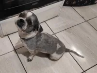 Cachorro raça Shitzu idade 2 anos nome bento 