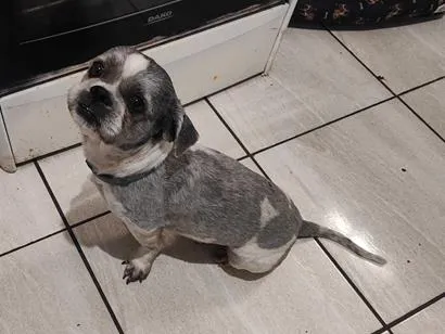 Cachorro raça Shitzu idade 2 anos nome bento 