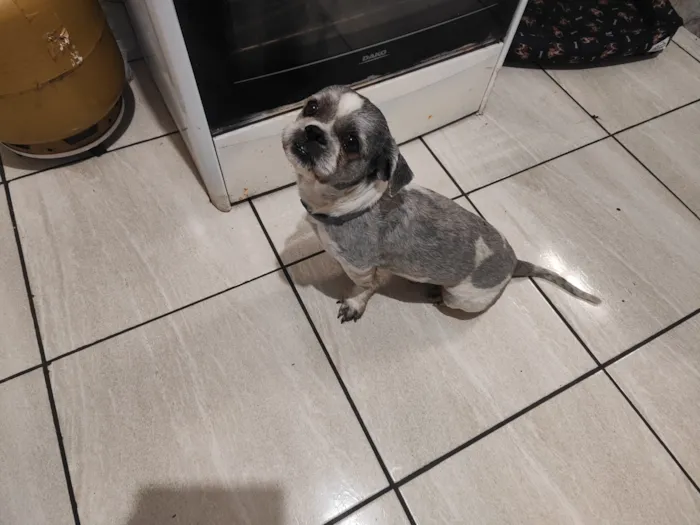 Cachorro raça Shitzu idade 2 anos nome bento 