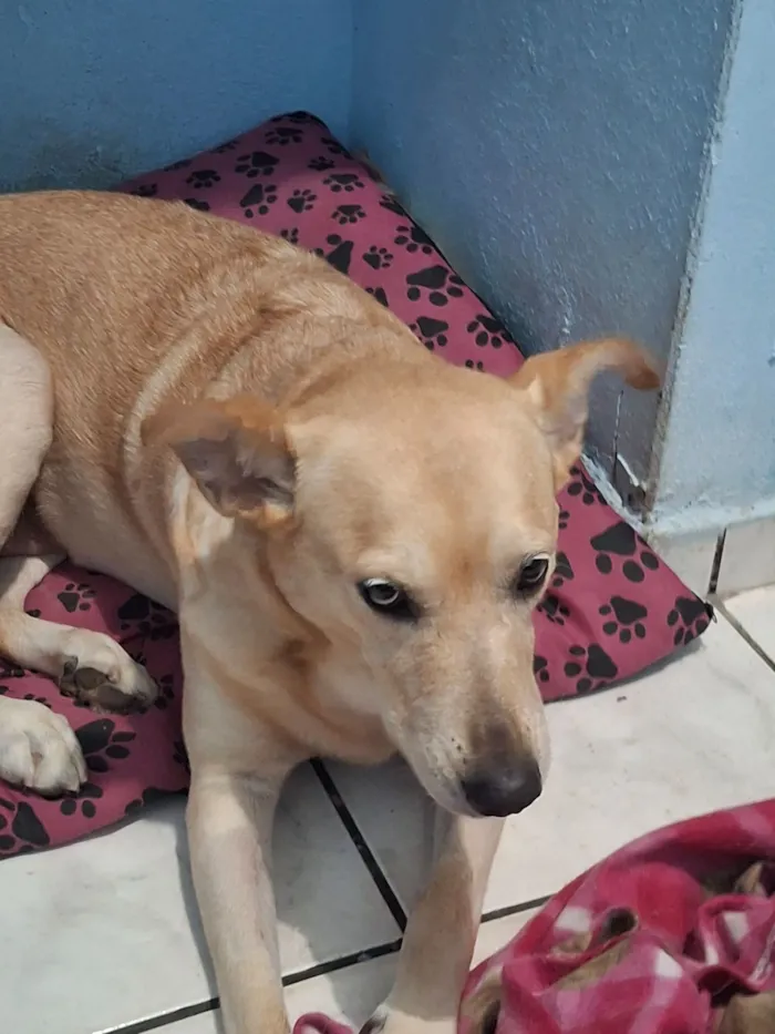 Cachorro raça SRD-ViraLata idade 3 anos nome Pandora