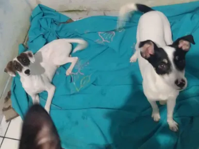 Cachorro raça SRD-ViraLata idade 7 a 11 meses nome july