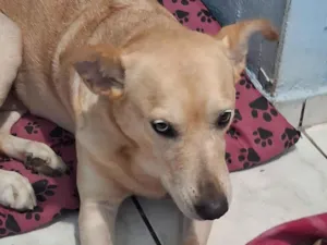 Cachorro raça SRD-ViraLata idade 3 anos nome Pandora