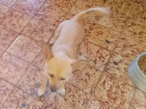 Cachorro raça SRD-ViraLata idade 1 ano nome cheique