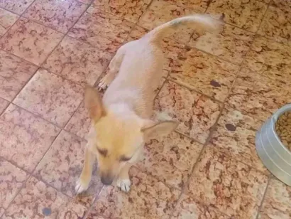 Cachorro raça SRD-ViraLata idade 1 ano nome cheique