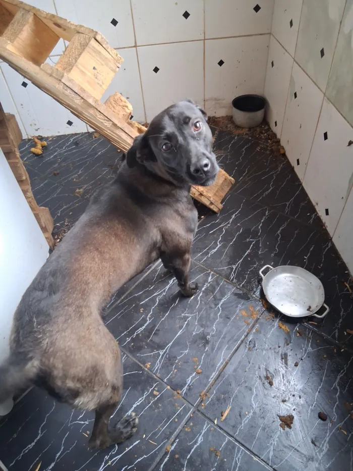 Cachorro raça SRD-ViraLata idade 7 a 11 meses nome madona