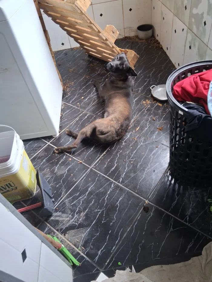 Cachorro raça SRD-ViraLata idade 7 a 11 meses nome madona