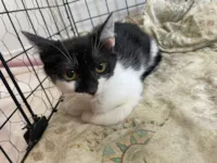 Gato raça SRD-ViraLata idade 2 a 6 meses nome Joao Guilherme