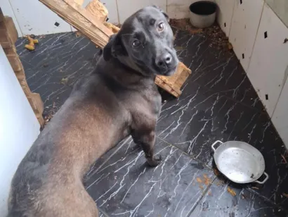 Cachorro raça SRD-ViraLata idade 7 a 11 meses nome madona