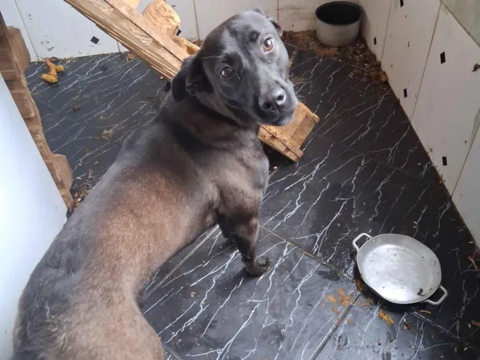 Cachorro raça SRD-ViraLata idade 7 a 11 meses nome madona