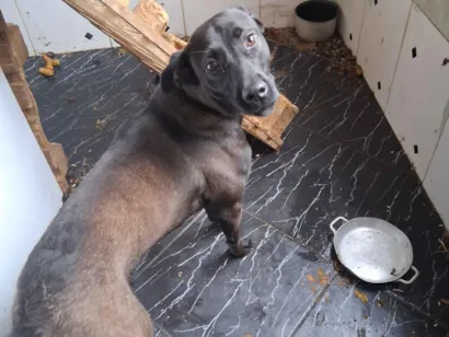 Cachorro raça SRD-ViraLata idade 7 a 11 meses nome madona