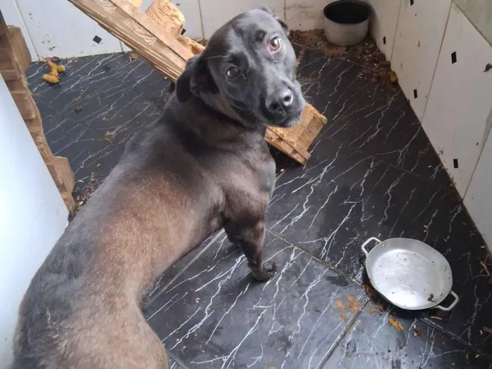 Cachorro raça SRD-ViraLata idade 7 a 11 meses nome madona