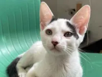 Gato raça SRD-ViraLata idade 2 a 6 meses nome Malfoy