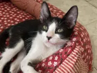 Gato raça SRD-ViraLata idade 2 a 6 meses nome Harry