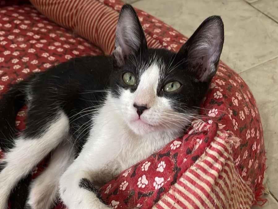 Gato raça SRD-ViraLata idade 2 a 6 meses nome Harry