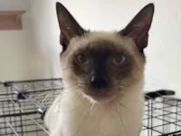 Gato raça Siamês idade 2 a 6 meses nome Cesar