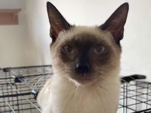 Gato raça Siamês idade 2 a 6 meses nome Cesar