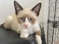 Gato raça SRD-ViraLata idade 2 a 6 meses nome Chico