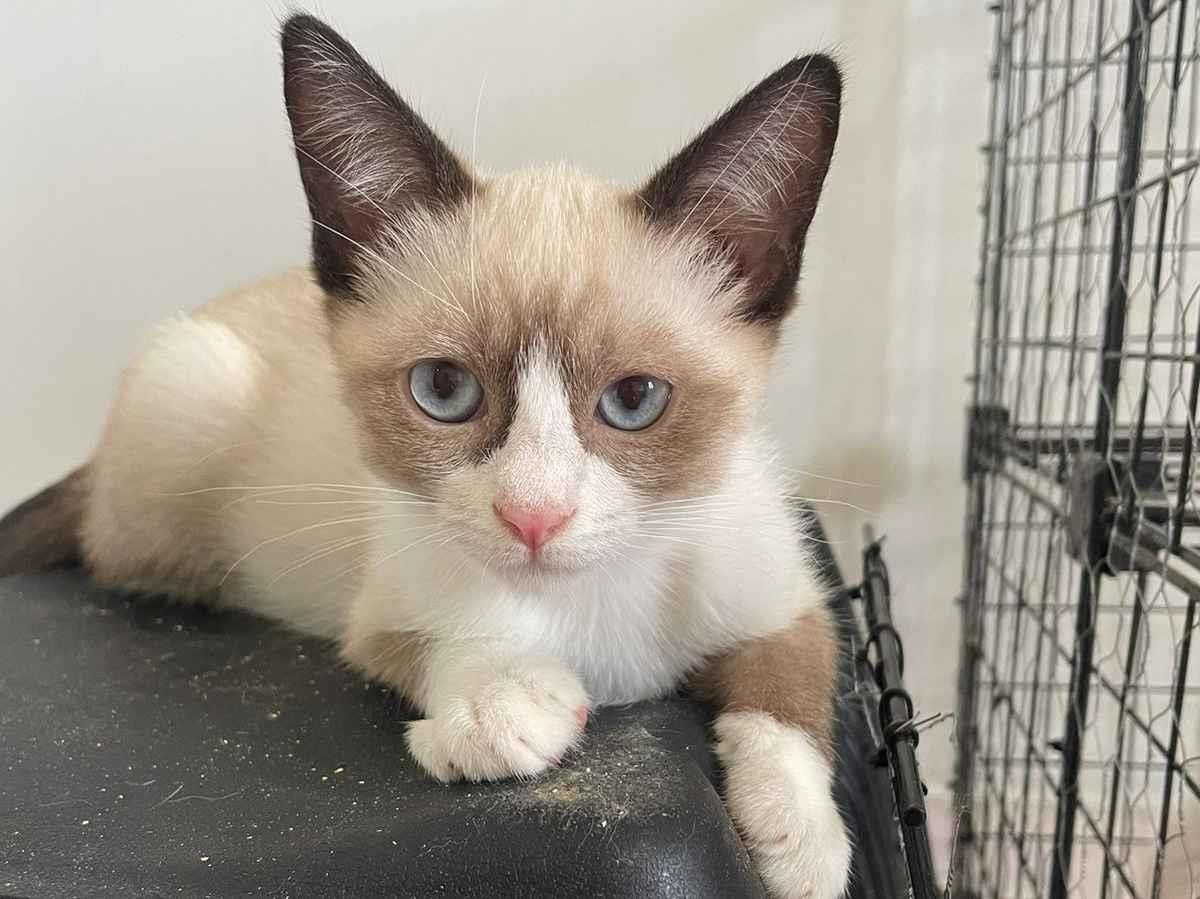 Gato raça SRD-ViraLata idade 2 a 6 meses nome Chico