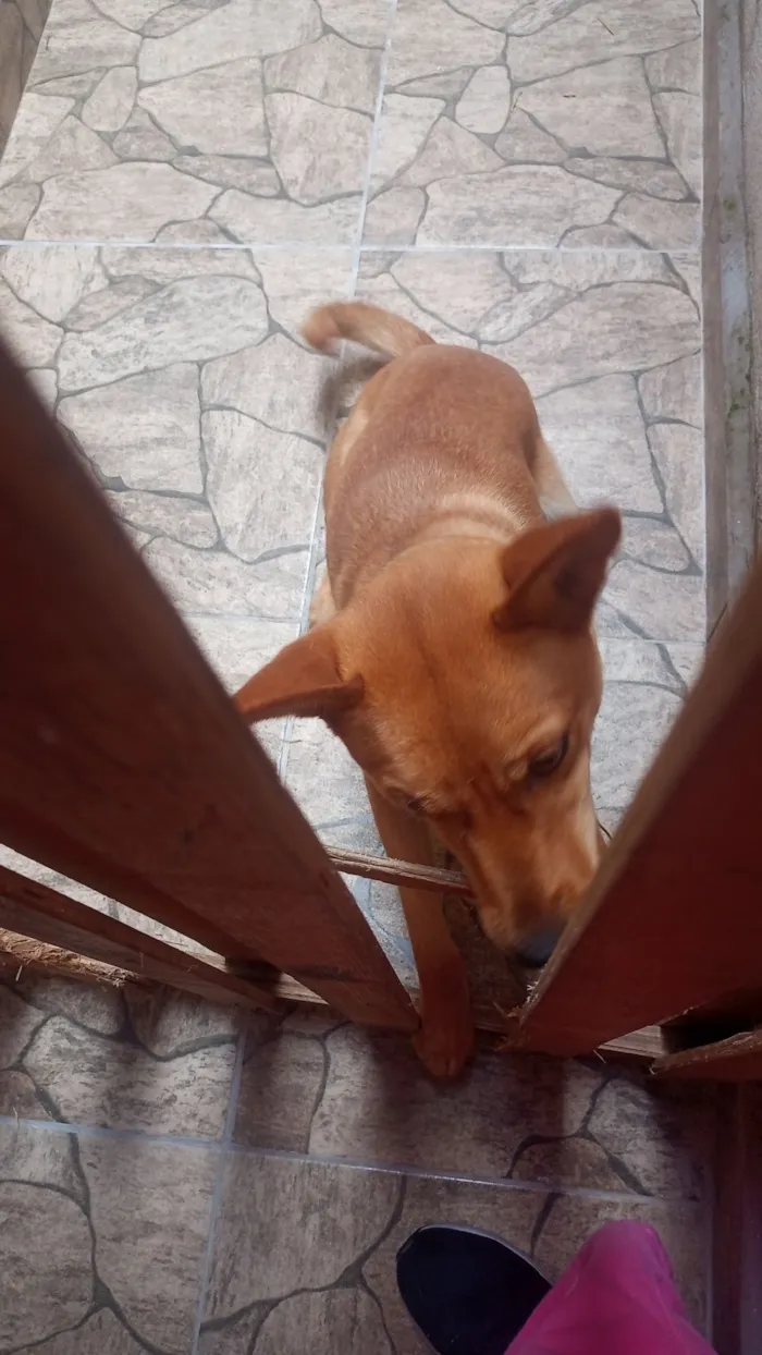Cachorro raça SRD-ViraLata idade 1 ano nome luna