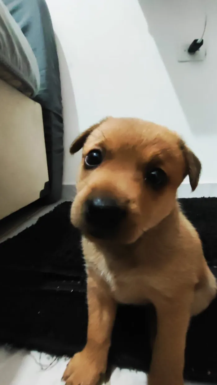 Cachorro raça SRD-ViraLata idade 1 ano nome luna