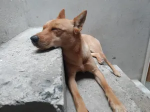 Cachorro raça SRD-ViraLata idade 1 ano nome luna