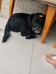 Cachorro raça Shitzu idade 6 ou mais anos nome Lost
