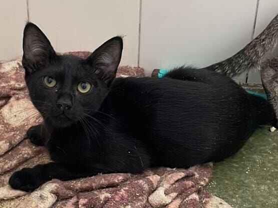 Gato raça SRD-ViraLata idade 2 a 6 meses nome Pipa